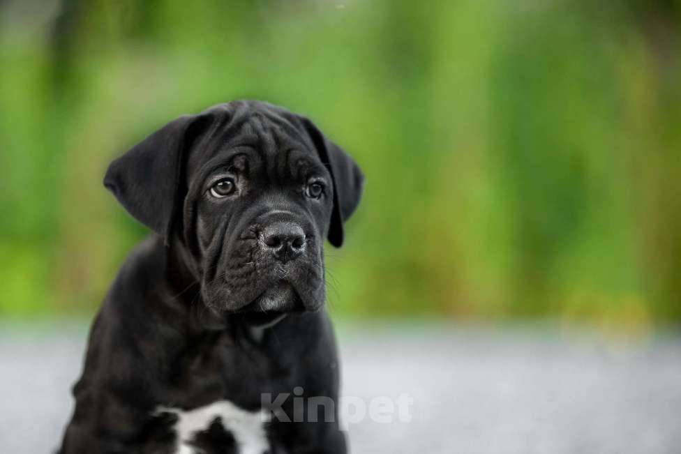 Собаки в Томске: Кане Корсо щенок Мальчик, 50 000 руб. - фото 1