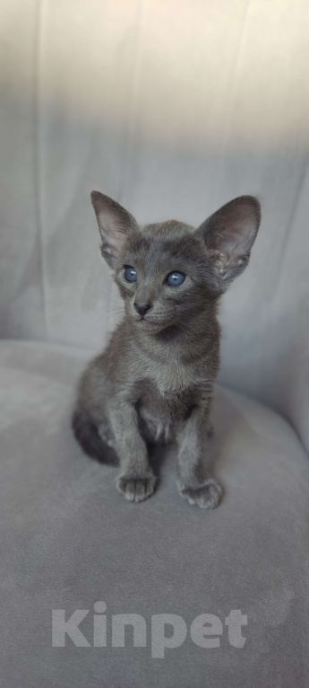 Кошки в Москве: Ориентальная девочка Девочка, 65 000 руб. - фото 1