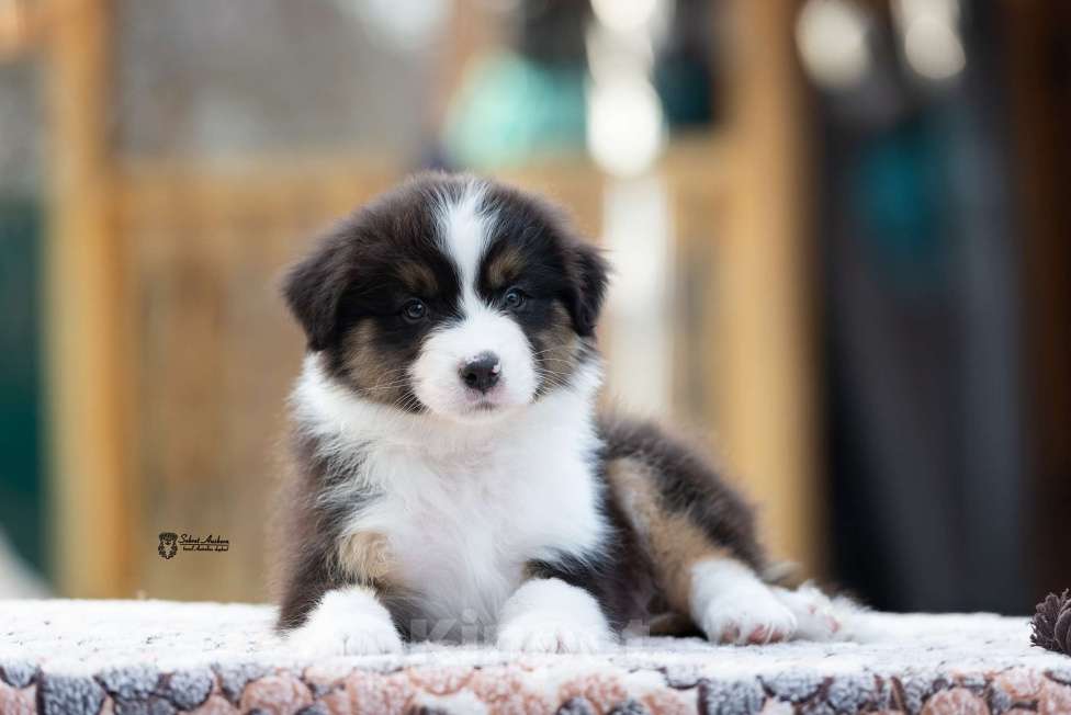 Собаки в Москве: Австралийская овчарка, щенок аусси Мальчик, 50 000 руб. - фото 2