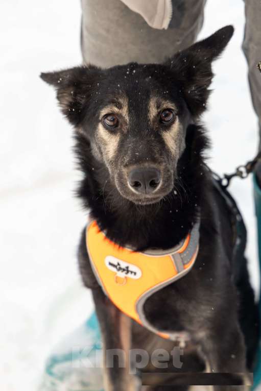 Собаки в Химках: Скромняшка Барс ждёт свою семью Мальчик, Бесплатно - фото 2