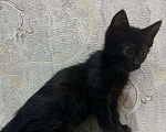 Кошки в Сочи: Черный котёнок в добрые руки Мальчик, Бесплатно - фото 3