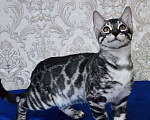 Кошки в Москве: Бенгальские котята серебро  Мальчик, 55 000 руб. - фото 1