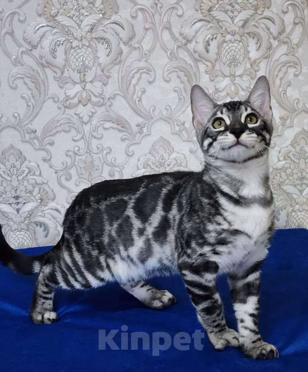 Кошки в Москве: Бенгальские котята серебро  Мальчик, 55 000 руб. - фото 1