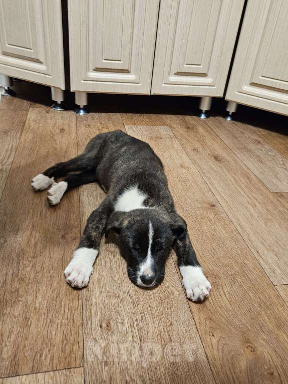 Собаки в Липецке: Прекрасная тигровая девочка ищет дом! Девочка, Бесплатно - фото 2