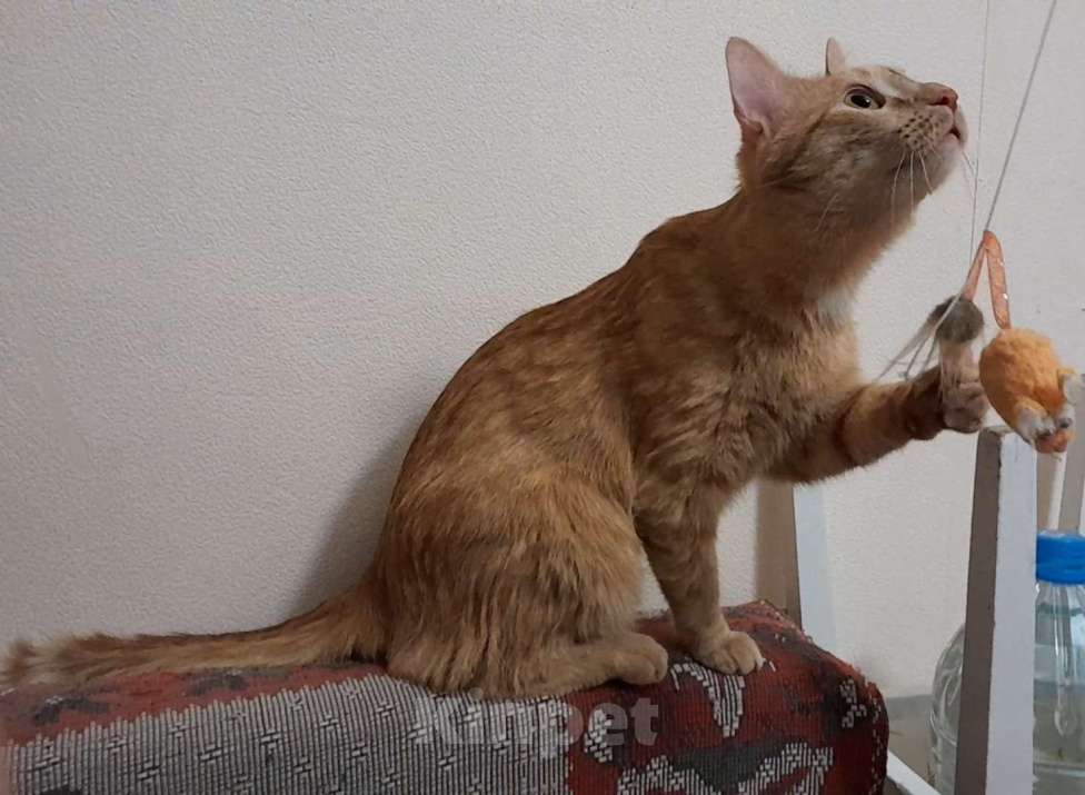 Кошки в Перми: Молодой котик ищет дом и любящих хозяев Мальчик, Бесплатно - фото 2