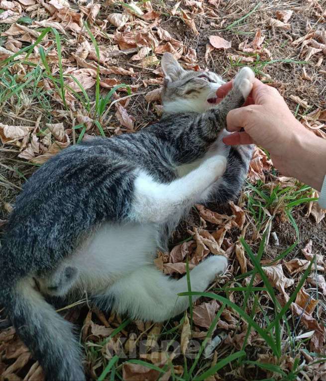 Кошки в Москве: Ищут дом трое котят. Мальчик, Бесплатно - фото 2
