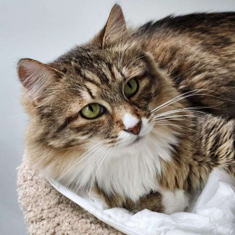 Кошки в Москве: Больше двух лет назад Рыська попала в приют Девочка, Бесплатно - фото 3