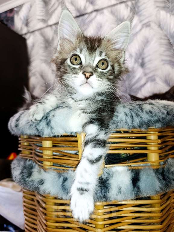 Кошки в Москве: Мейн Кун котенок Девочка, 35 000 руб. - фото 6