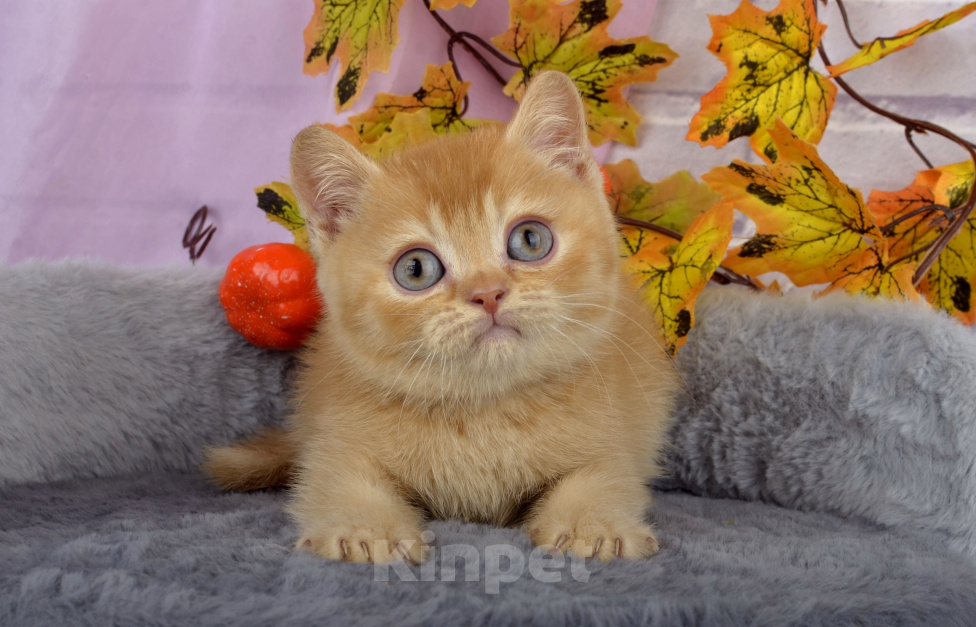 Кошки в Санкт-Петербурге: Британский солнечный котенок Мальчик, 40 000 руб. - фото 2