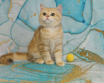 Кошки в Санкт-Петербурге: Мрамор на золоте котик Мальчик, 20 000 руб. - фото 1