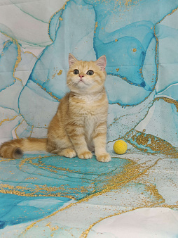 Объявление: Мрамор на золоте котик, 20 000 руб., Санкт-Петербург
