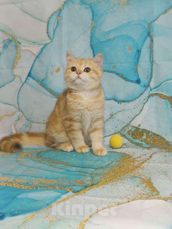 Кошки в Санкт-Петербурге: Мрамор на золоте котик Мальчик, 20 000 руб. - фото 1