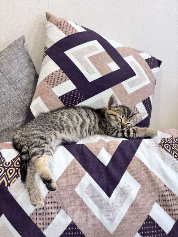 Кошки в Пензе: Малышке нужен дом Девочка, Бесплатно - фото 3
