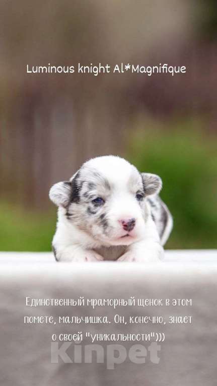 Собаки в Москве: Открыто бронирование Мальчик, Бесплатно - фото 5