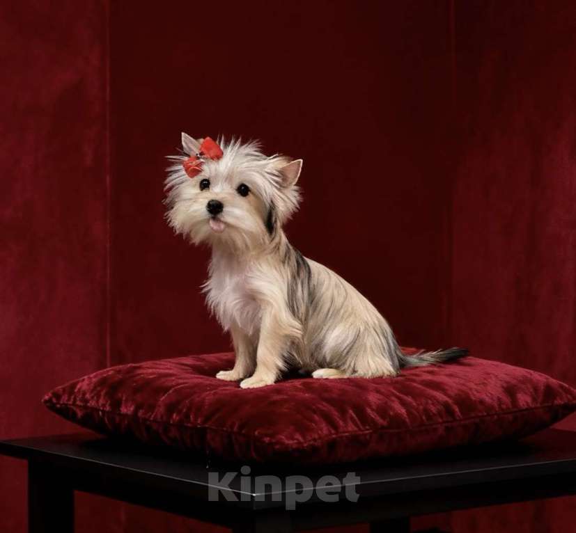 Собаки в Москве: Голддаст йорк мини девочка золотая Девочка, 80 000 руб. - фото 2