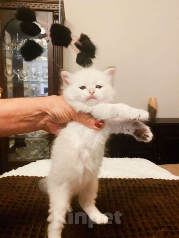 Кошки в Севастополе: Сибирский котенок девочка Девочка, 40 000 руб. - фото 2