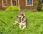 Собаки в Москве: Замечательный пёс Бонни в добрые руки Мальчик, Бесплатно - фото 2