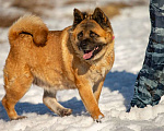 Собаки в Москве: Американская Акита по кличке Тайна ищет дом Девочка, Бесплатно - фото 2