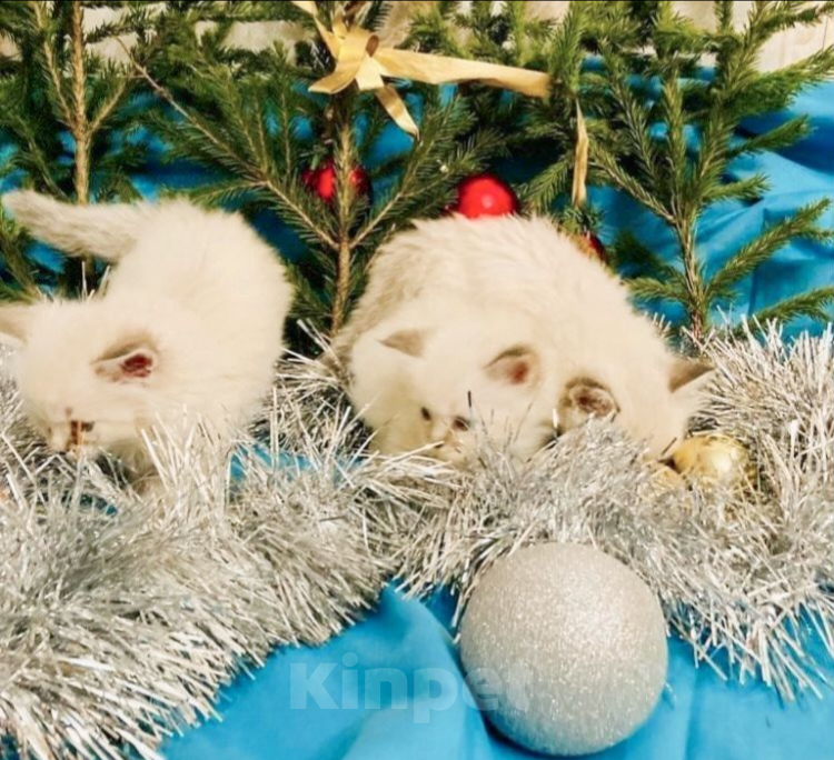 Кошки в Москве: Самые нежные котики Мальчик, 27 000 руб. - фото 8