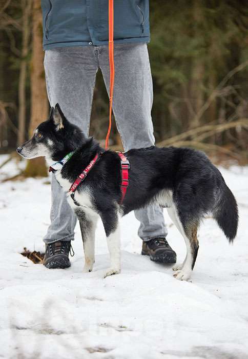 Собаки в Москве: Молодой домашний пес Медор, метис лайки в добрые руки Мальчик, 10 руб. - фото 2