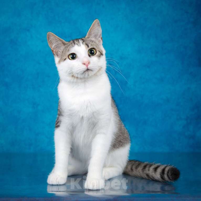 Кошки в Москве: Котёнок Джули Девочка, 1 руб. - фото 3