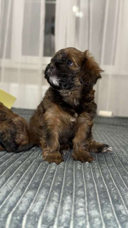 Собаки в других городах Воронежской области: Щенки мальтипу Мальчик, Бесплатно - фото 4