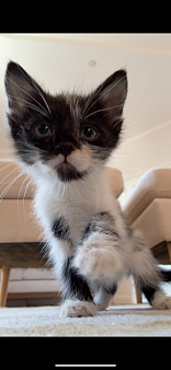 Котенок мальчик