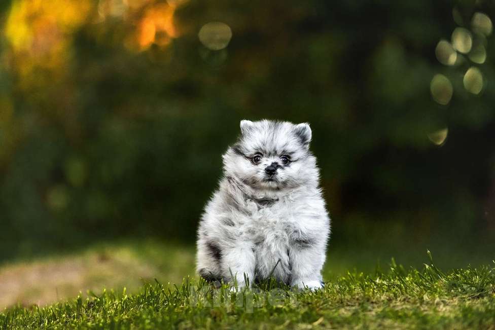 Собаки в Ярославле: Шпиц окраса мерль Девочка, 45 000 руб. - фото 2