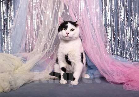 Кошки в Москве: Спокойный ласкуша котик Симба в дар Мальчик, 1 руб. - фото 5