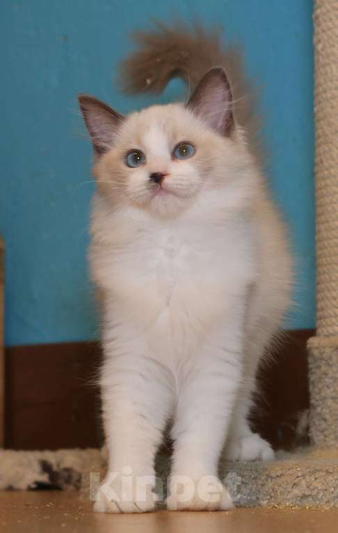 Кошки в Санкт-Петербурге: Рэгдолл Девочка, 35 000 руб. - фото 3