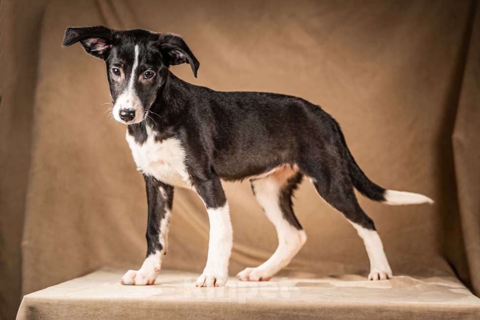 Собаки в Клине: Нуара — бойкая собачка Мальчик, Бесплатно - фото 6