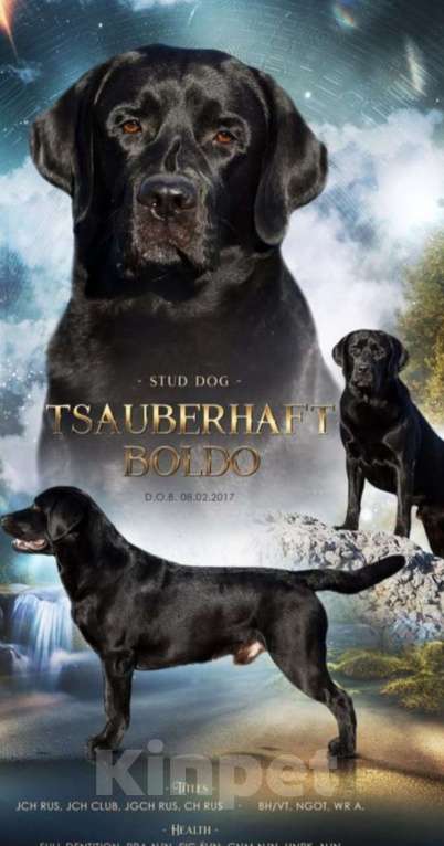 Собаки в Саратове: Щенки лабрадора-ретривера Девочка, 30 000 руб. - фото 6