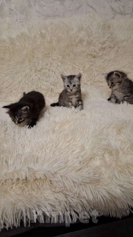 Кошки в Мур: Отдам котят в добрые руки Девочка, Бесплатно - фото 5