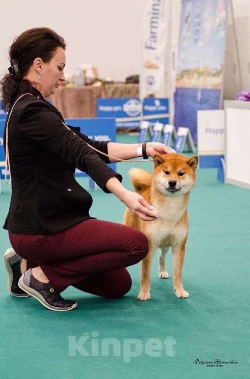 Собаки в Москве: Сиба ину вязка Мальчик, 40 000 руб. - фото 6