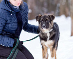 Собаки в Москве: Молодой, домашний песик в добрые руки Мальчик, Бесплатно - фото 7