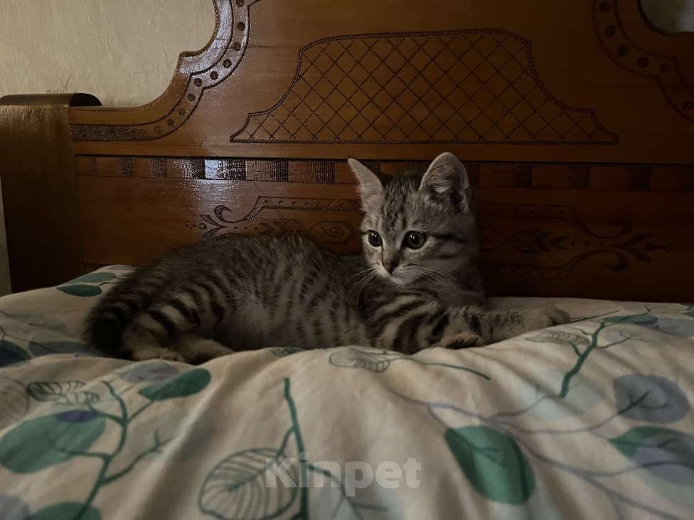 Кошки в Красноярске: Ищем дом котенку  Девочка, 1 руб. - фото 1