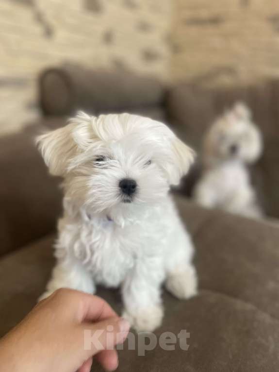 Собаки в Сочи: Очаровательная девочка мальтезе  Девочка, 150 000 руб. - фото 7