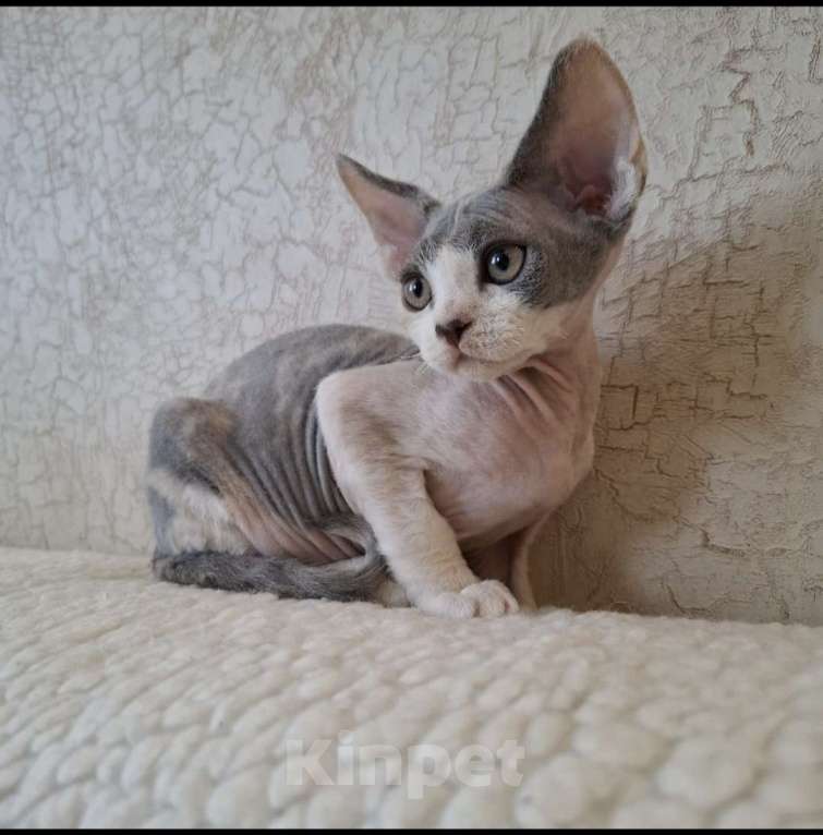 Кошки в Люберцах: Девочка девон-рекс  Девочка, 65 000 руб. - фото 2
