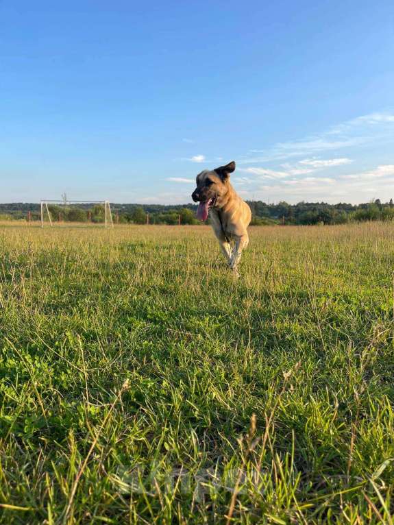 Собаки в Владимире: Девочка в добрые руки Девочка, Бесплатно - фото 4