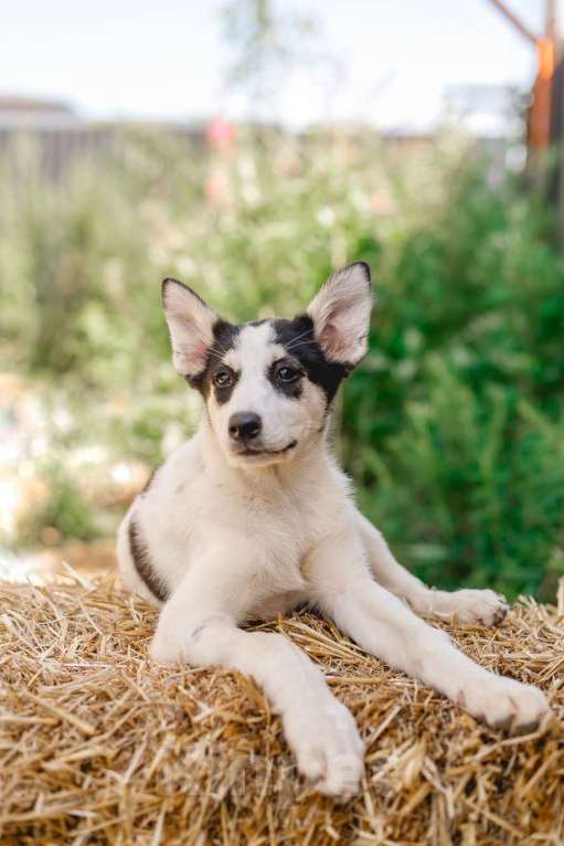 Собаки в Москве: Щенки метисы овчарки в добрые руки Девочка, 1 руб. - фото 3