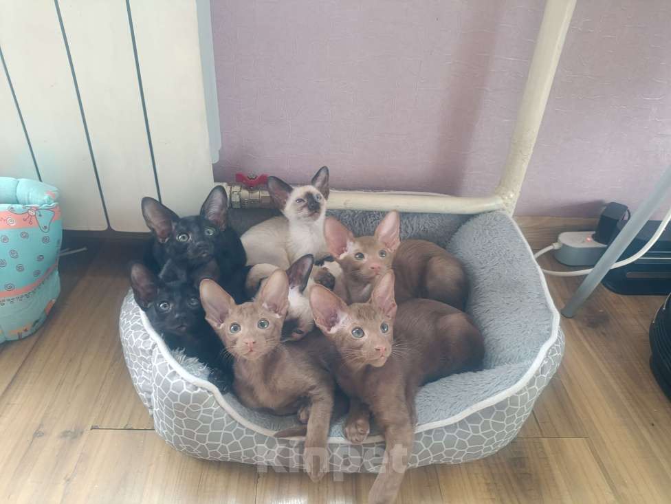 Кошки в Екатеринбурге: Ориентальный котёнок Девочка, 35 000 руб. - фото 1