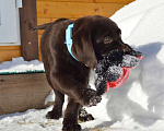 Собаки в Санкт-Петербурге: Шикарные малыши лабрадора из племенного питомника Мальчик, 70 000 руб. - фото 4