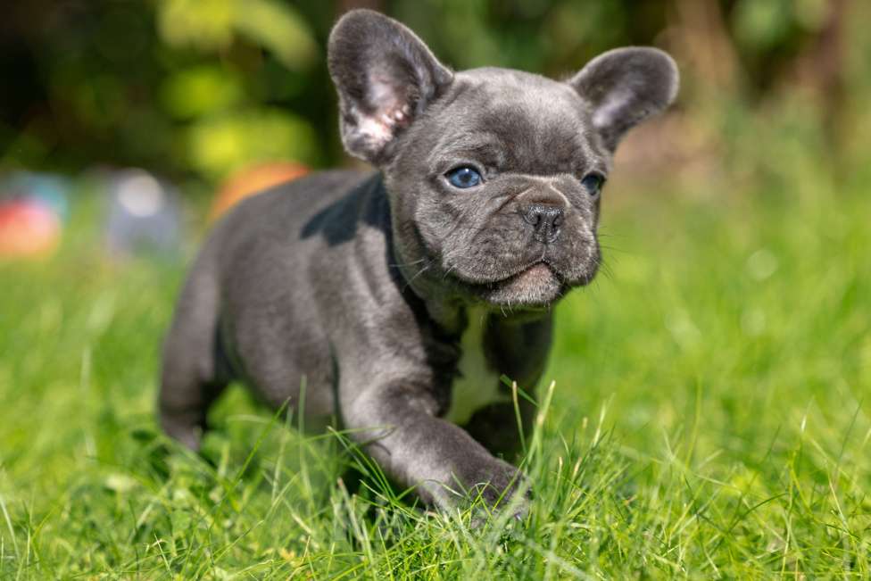 Собаки в Москве: Французский бульдог девочка Девочка, Бесплатно - фото 3