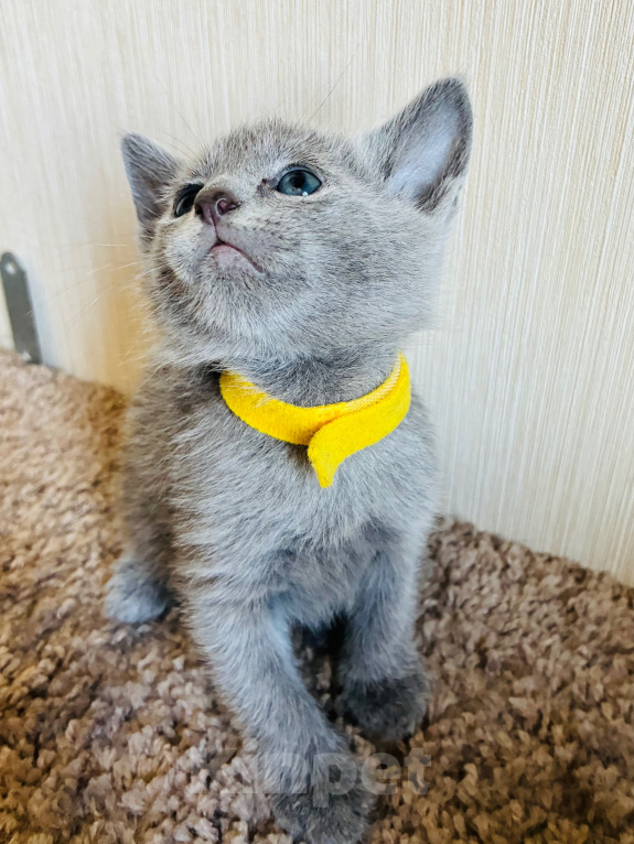 Кошки в Москве: Продаются котята русской голубой Мальчик, 50 000 руб. - фото 6