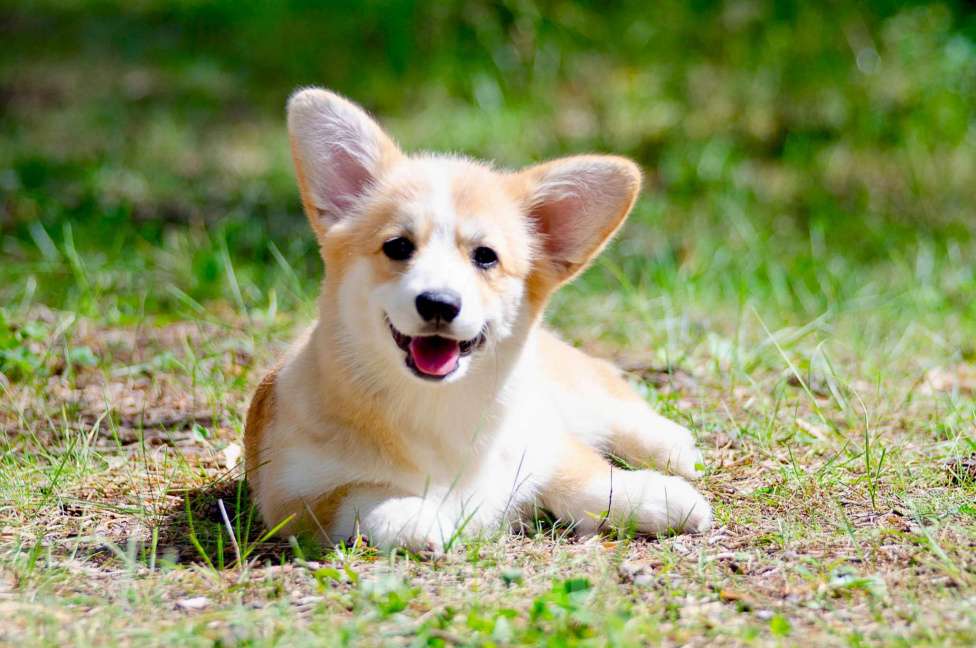 Собаки в Твери: Щенок вельш корги пемброк  Девочка, 100 000 руб. - фото 5