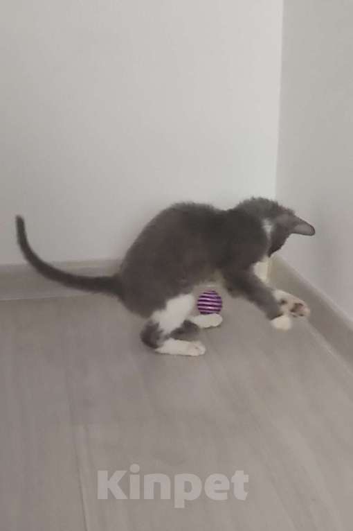 Кошки в Екатеринбурге: Котёнок донской сфинкс  Мальчик, Бесплатно - фото 6