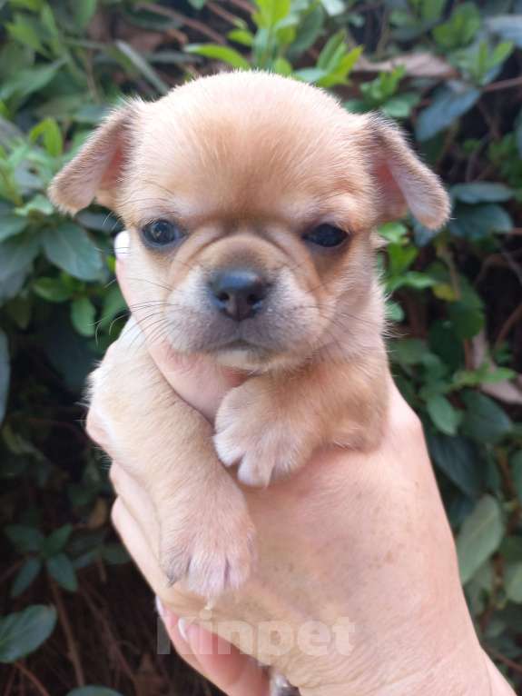 Собаки в Краснодаре: Щенки чихуахуа Девочка, Бесплатно - фото 4