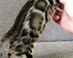 Кошки в Москве: Бенгальский мальчик Мальчик, 30 000 руб. - фото 9