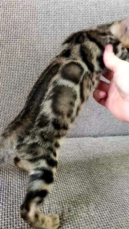 Кошки в Москве: Бенгальский мальчик Мальчик, 30 000 руб. - фото 9