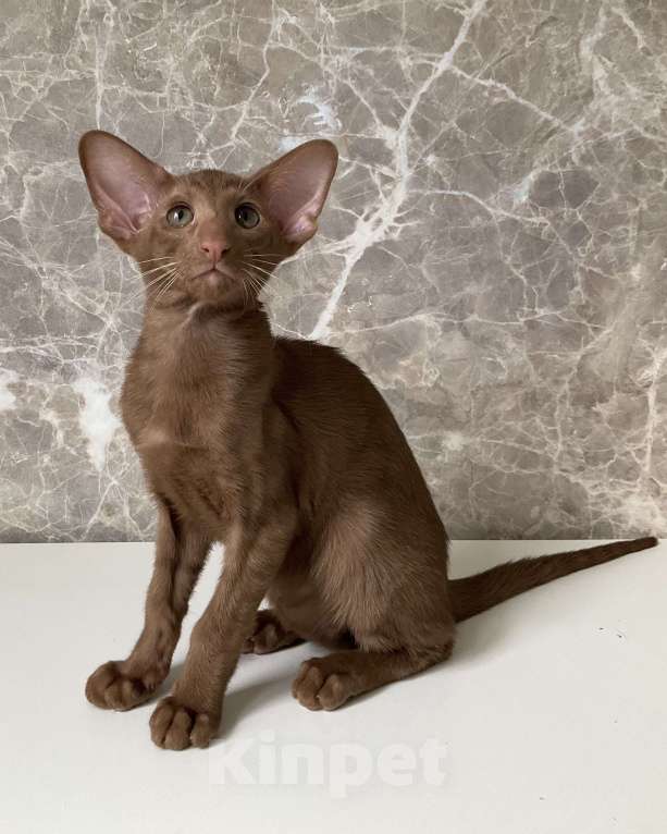 Кошки в Балашихе: Ориентальная кошечка Девочка, 50 руб. - фото 2